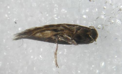 Elachista sp.